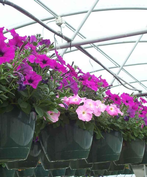 10" basket of flowers