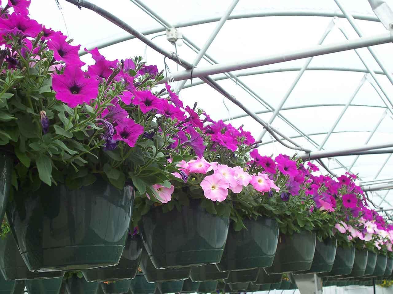 10" basket of flowers